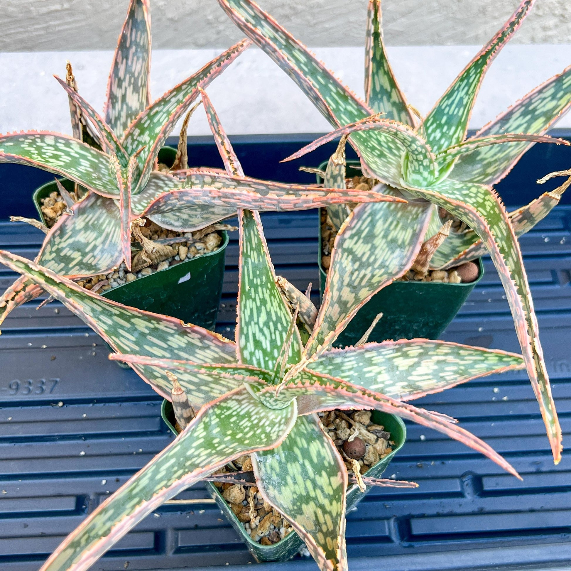 Rare - Aloe Neon Nici | Indoor Succulents | 3.5" Planter