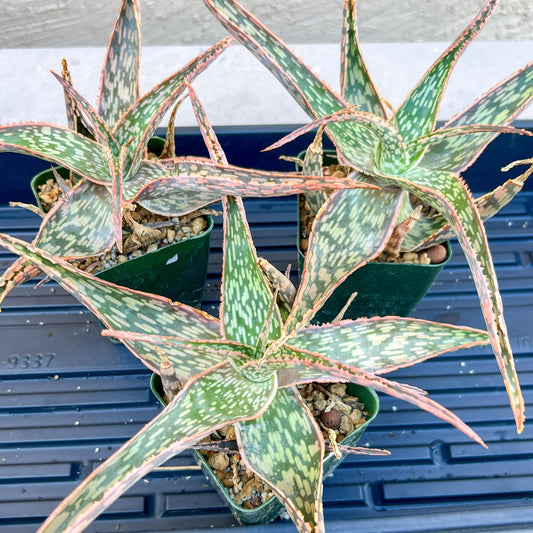 Rare - Aloe Neon Nici | Indoor Succulents | 3.5" Planter