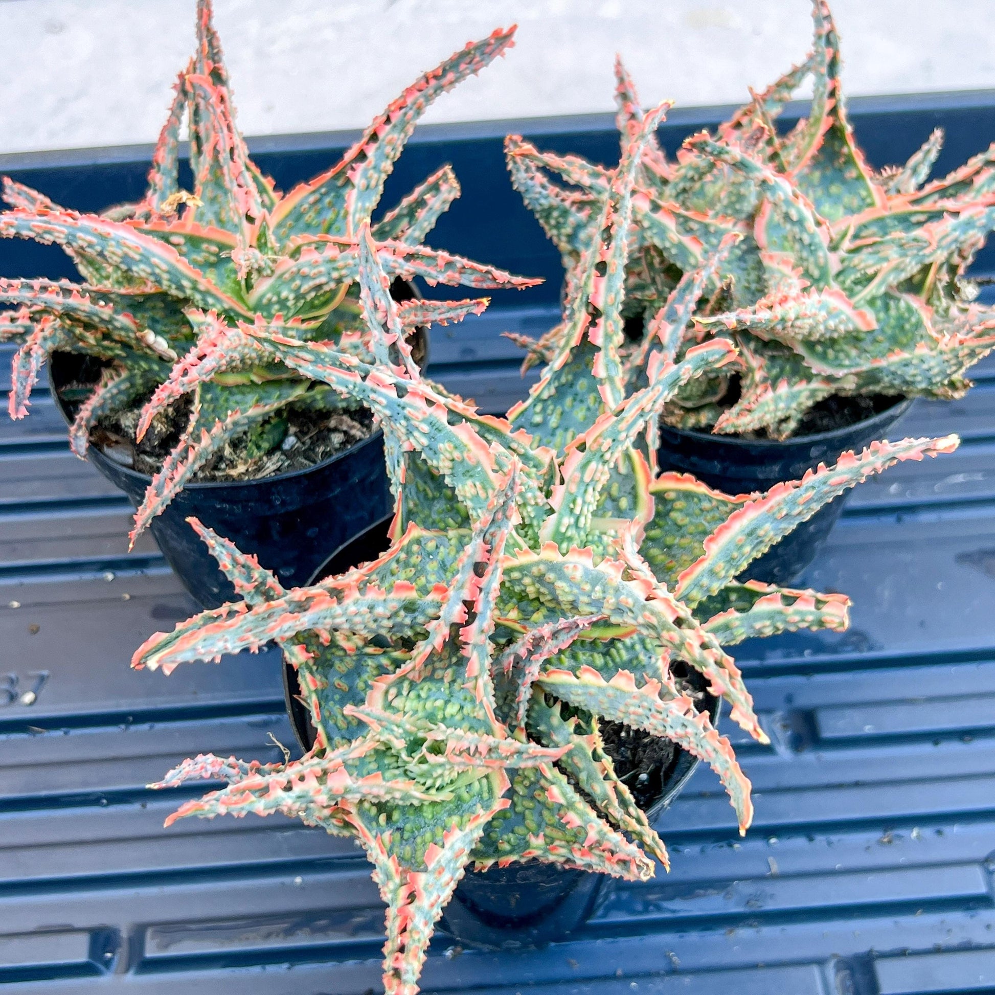 Aloe Oik'| A rare plant is more than decor—it’s therapy | 3.5" Planter