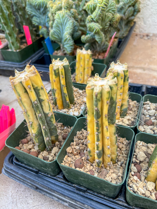 Cactus for Grafting Purposes