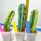 Myrtillocactus Geometrizans f. Variegatus Hort | Imported Cactus