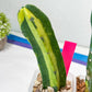Myrtillocactus Geometrizans f. Variegatus Hort | Imported Cactus