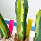 Myrtillocactus Geometrizans f. Variegatus Hort | Imported Cactus