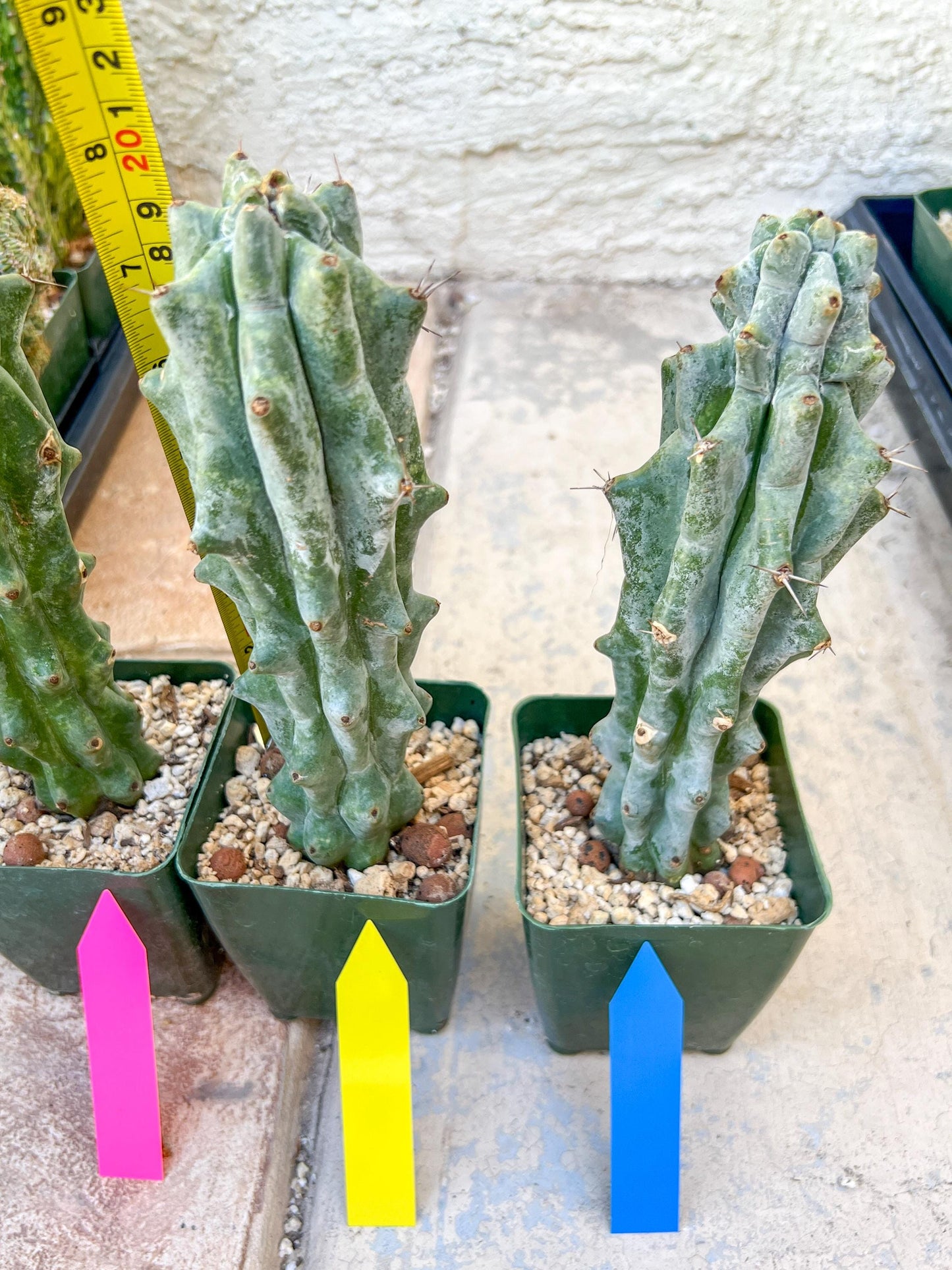 Stenocereus Beneckei | White Cactus | Rare Imported Plants