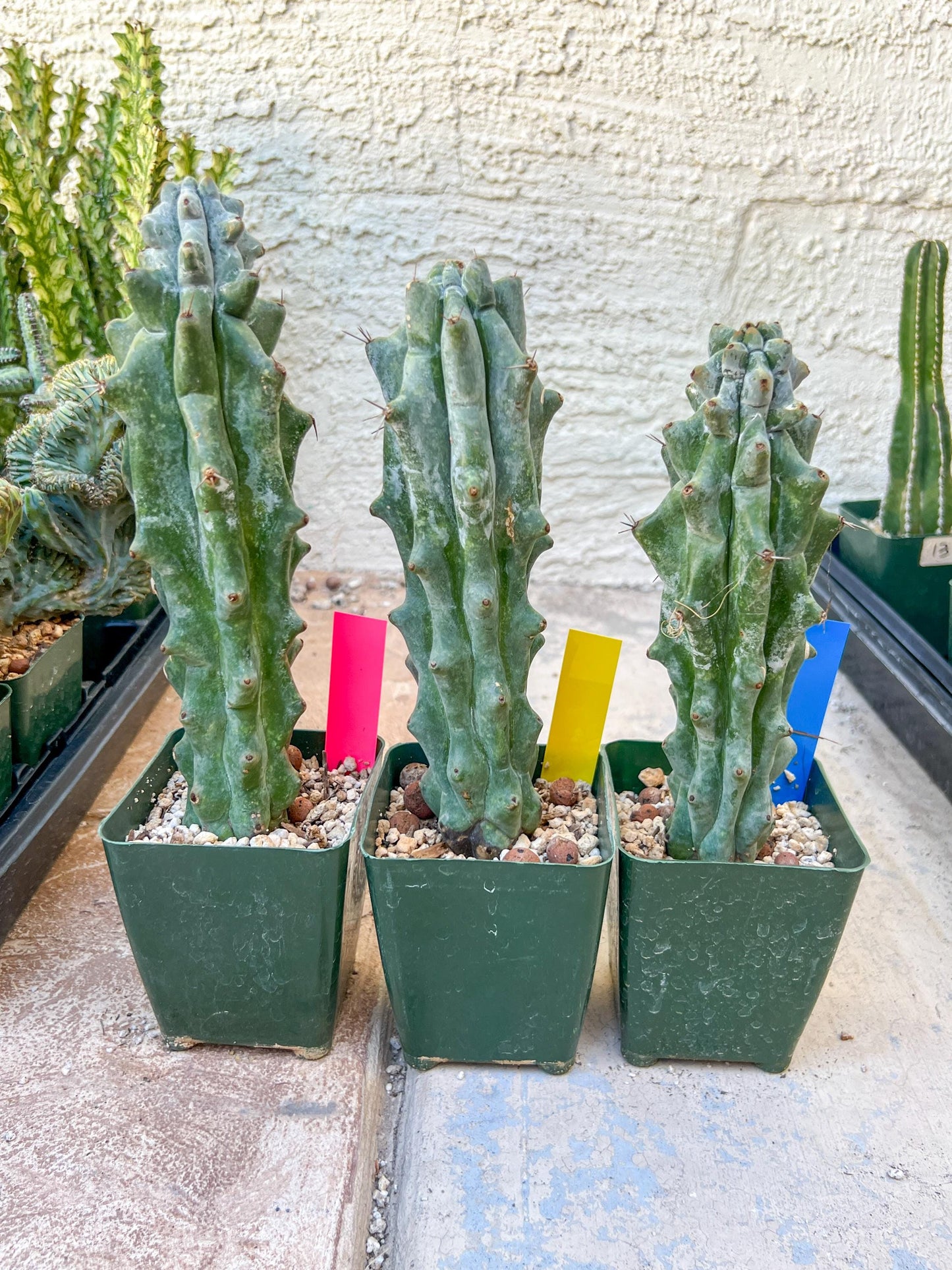 Stenocereus Beneckei | White Cactus | Rare Imported Plants