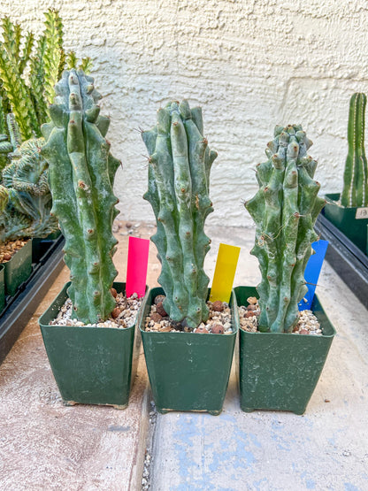 Stenocereus Beneckei | White Cactus | Rare Imported Plants