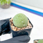 Migiurtinus Balls | Imported Cactus | Rare Succulent