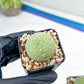 Migiurtinus Balls | Imported Cactus | Rare Succulent