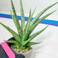 Sansevieria Dife blue (#AC63) | New Imported Hybrids