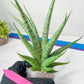 Sansevieria Dife blue (#AC63) | New Imported Hybrids