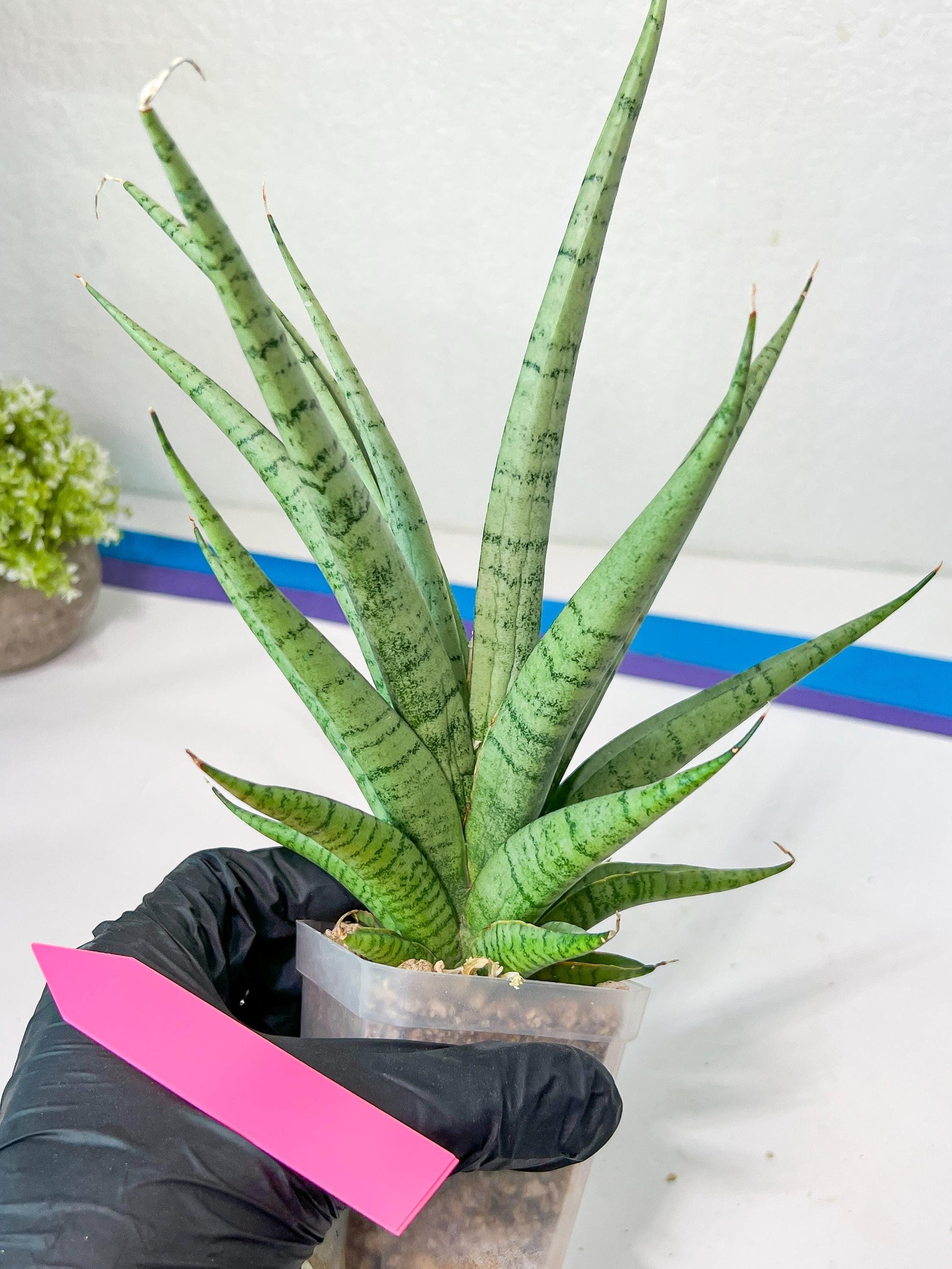 Sansevieria Dife blue (#AC63) | New Imported Hybrids