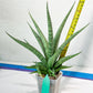 Sansevieria Dife blue (#AC63) | New Imported Hybrids