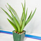 Sansevieria Chao Praya XL (#D1) | Imported Plants | Rare Hybrid Species