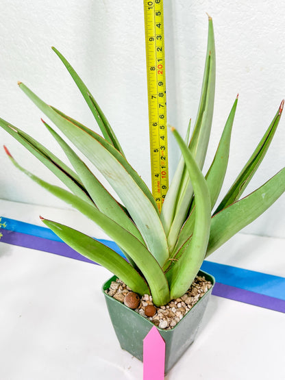 Sansevieria Chao Praya XL (#D1) | Imported Plants | Rare Hybrid Species