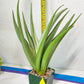 Sansevieria Chao Praya XL (#D1) | Brighten your day with a unique plant find