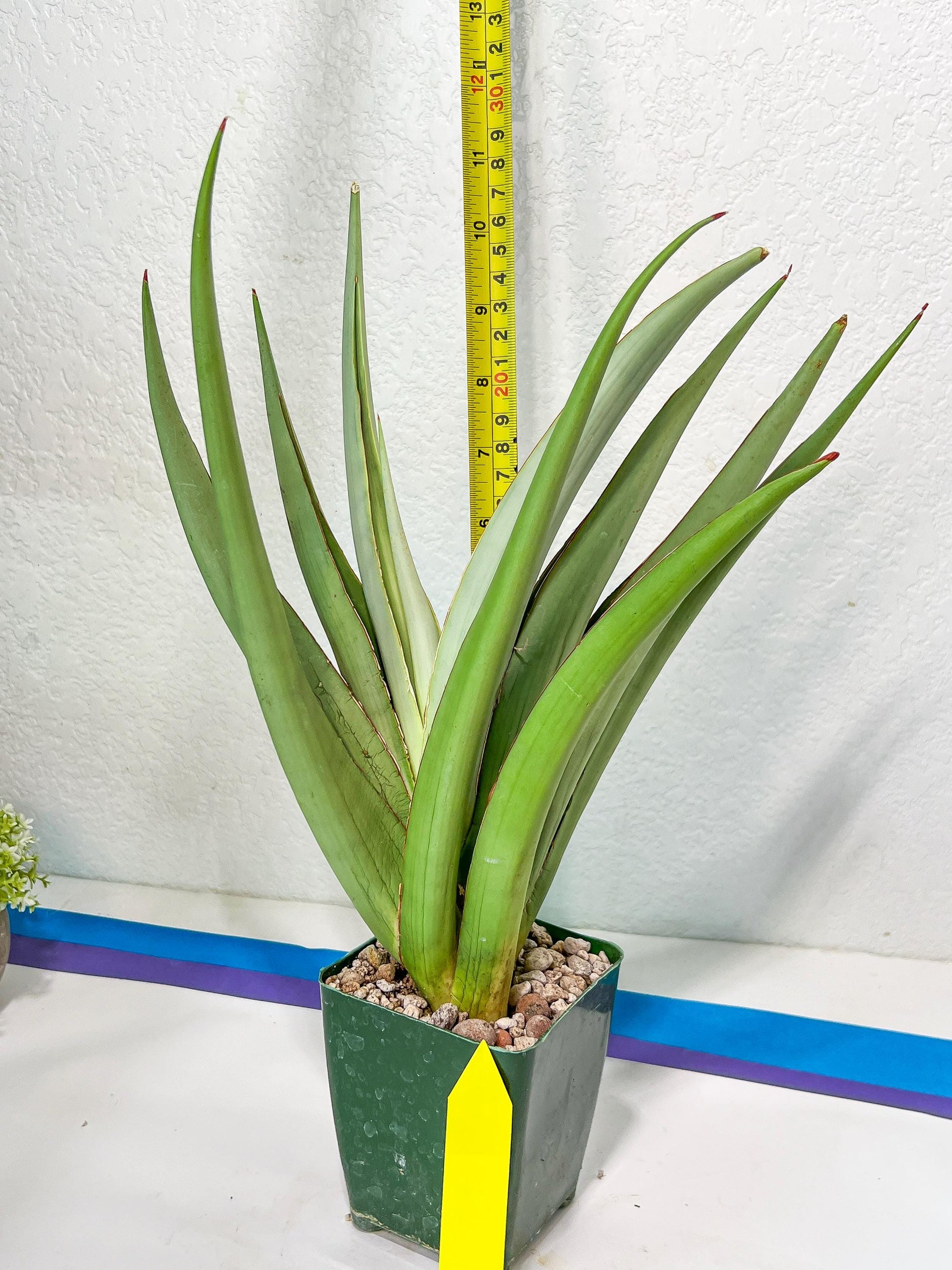 Sansevieria Chao Praya XL (#D1) | Brighten your day with a unique plant find