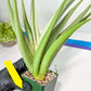 Sansevieria Chao Praya XL (#D1) | Brighten your day with a unique plant find