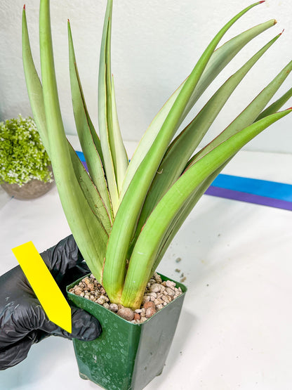 Sansevieria Chao Praya XL (#D1) | Imported Plants | Rare Hybrid Species