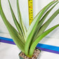 Sansevieria Chao Praya XL (#D1) | Brighten your day with a unique plant find