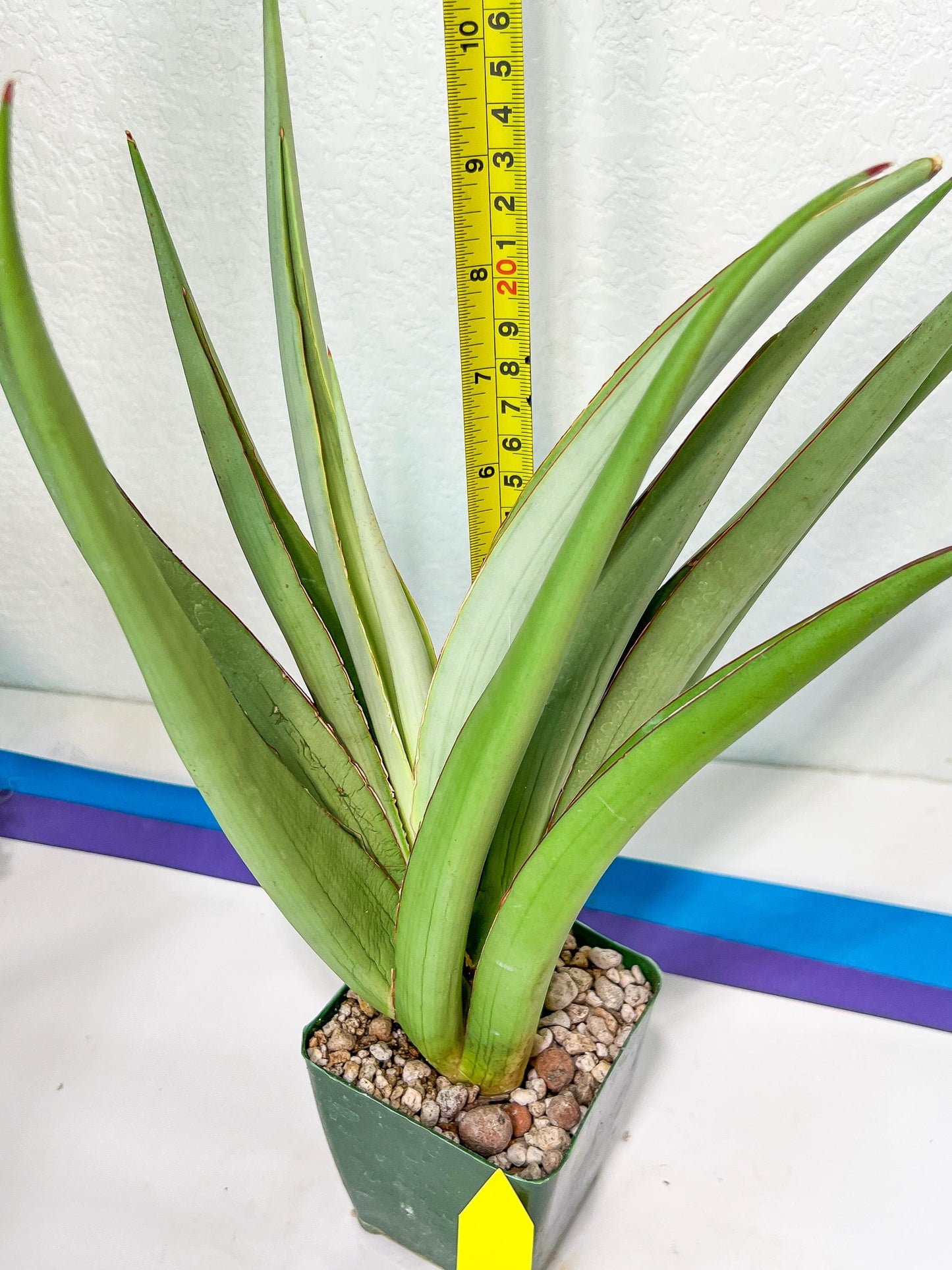 Sansevieria Chao Praya XL (#D1) | Brighten your day with a unique plant find