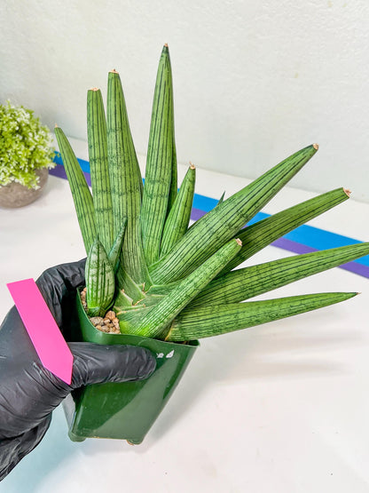 Sansevieria Rookie XXL (D2) | Imported Plants | Rare Hybrid Species