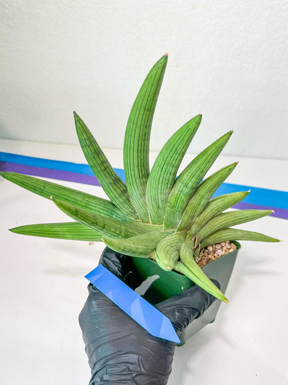 Sansevieria Rookie XXL (D2) | Imported Plants | Rare Hybrid Species