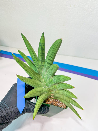 Sansevieria Rookie XXL (D2) | Imported Plants | Rare Hybrid Species