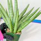 Sansevieria Silver Crown XXL (#D2) | Imported Plants | Rare Hybrid Species