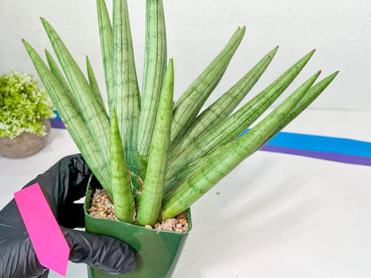 Sansevieria Silver Crown XXL (#D2) | Imported Plants | Rare Hybrid Species
