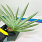 Sansevieria Silver Crown XXL (#D2) | Imported Plants | Rare Hybrid Species