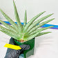 Sansevieria Silver Crown XXL (#D2) | Imported Plants | Rare Hybrid Species