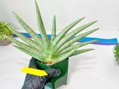 Sansevieria Silver Crown XXL (#D2) | Imported Plants | Rare Hybrid Species