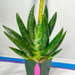 Sansevieria Kongiku XXL (#D2) | Imported Plants | Rare Hybrid Species
