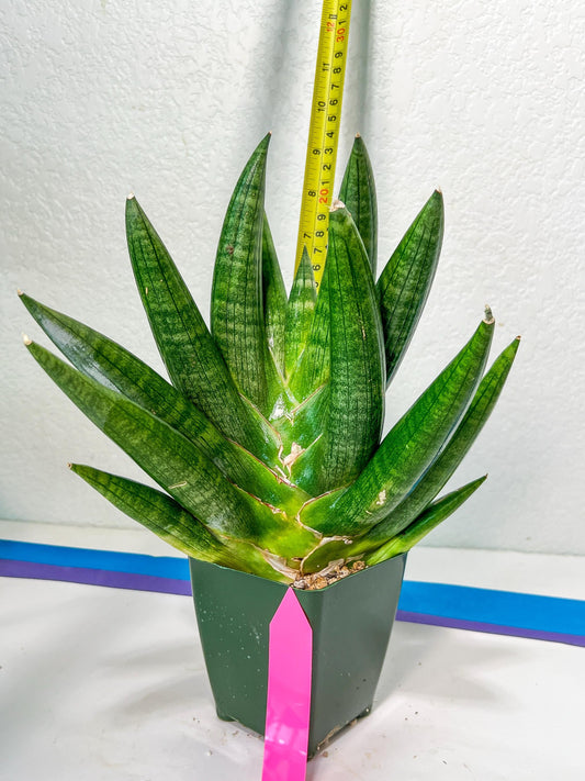 Sansevieria Kongiku XXL (#D2) | Imported Plants | Rare Hybrid Species