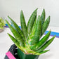 Sansevieria Kongiku XXL (#D2) | Imported Plants | Rare Hybrid Species