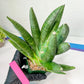 Sansevieria Kongiku XXL (#D2) | Imported Plants | Rare Hybrid Species