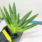 Sansevieria Kongiku XXL (#D2) | Imported Plants | Rare Hybrid Species