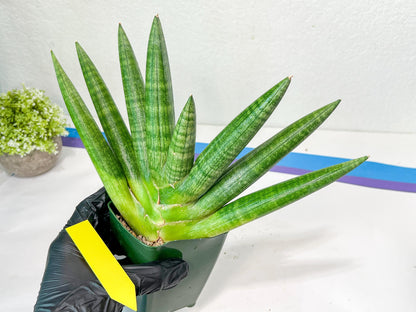 Sansevieria Kongiku XXL (#D2) | Imported Plants | Rare Hybrid Species