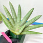 Sansevieria Big Silver XXL (#D2) | Rare Imported Plants | Hybrid Species