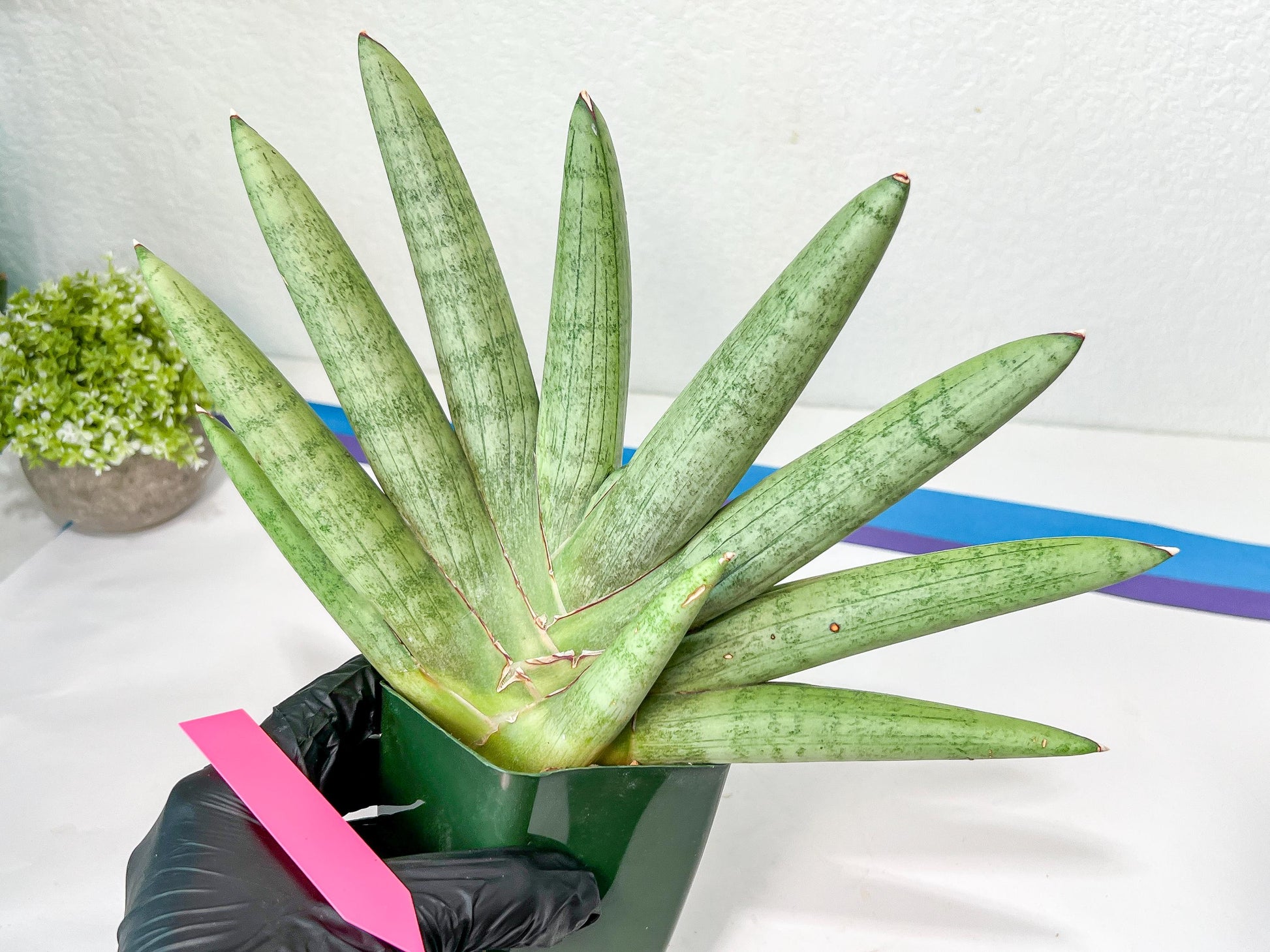 Sansevieria Big Silver XXL (#D2) | Rare Imported Plants | Hybrid Species