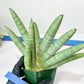 Sansevieria Big Silver XXL (#D2) | Rare Imported Plants | Hybrid Species