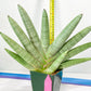 Sansevieria Big Silver XXL (#D2) | Rare Imported Plants | Hybrid Species