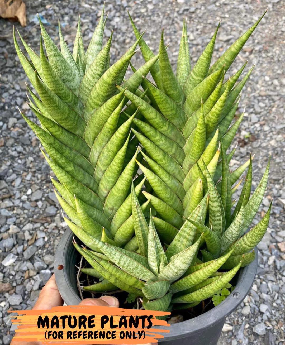 Sansevieria Chaicana (AC57) | Invest In Joy—Start With a Rare Plant