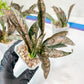 Sansevieria kirkii Coppertone | Give yourself a little green reward