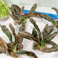 Sansevieria kirkii Coppertone | Give yourself a little green reward