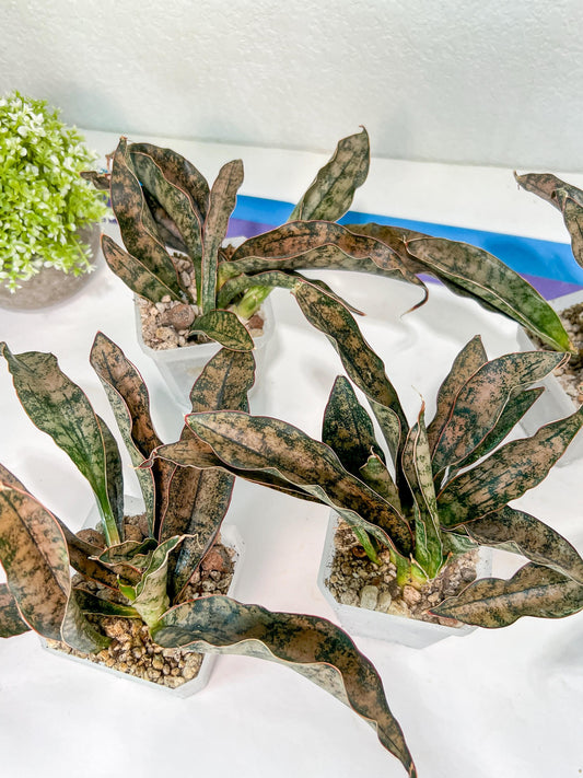Sansevieria kirkii Coppertone | Give yourself a little green reward