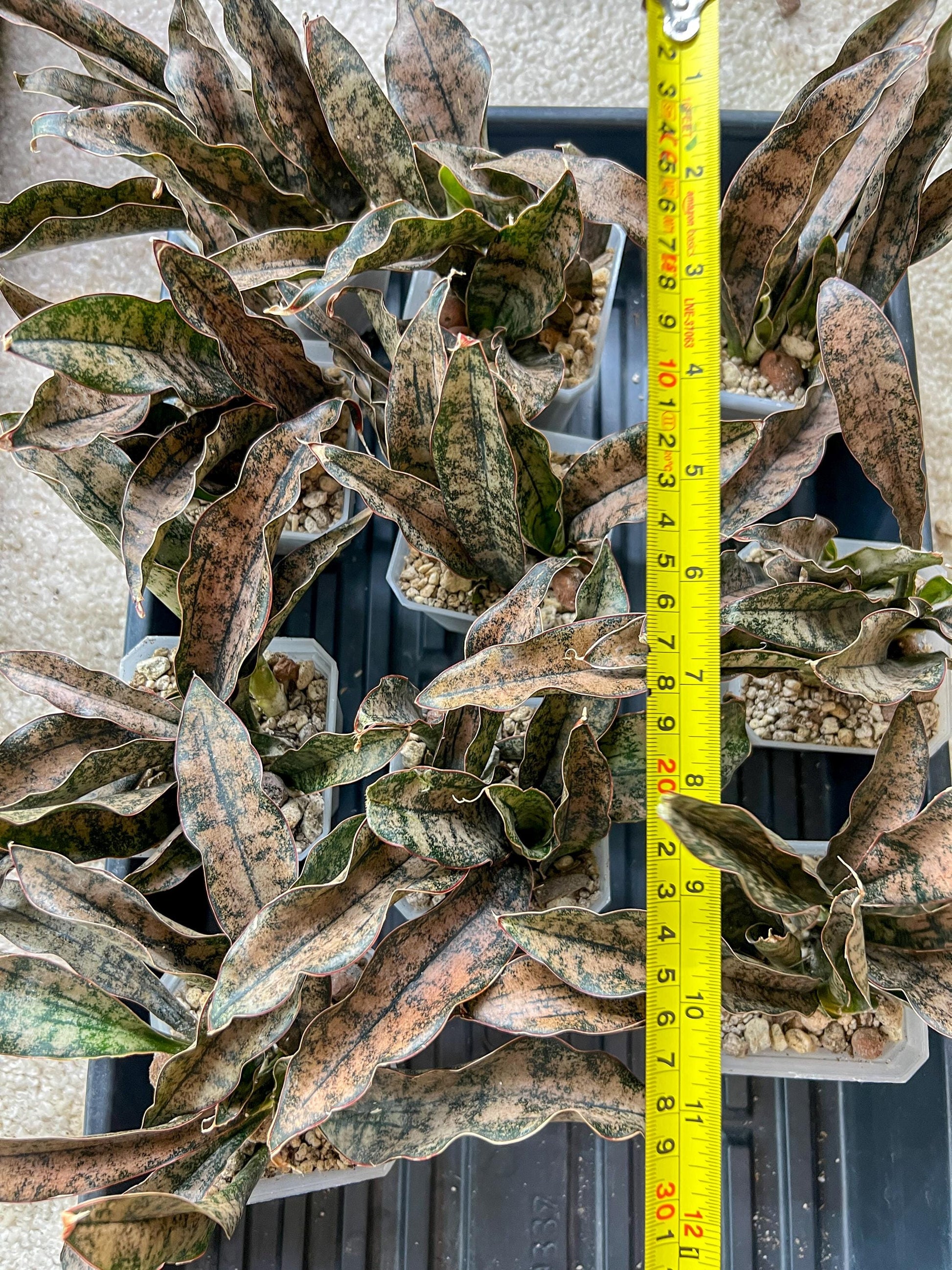 Sansevieria kirkii Coppertone | Give yourself a little green reward