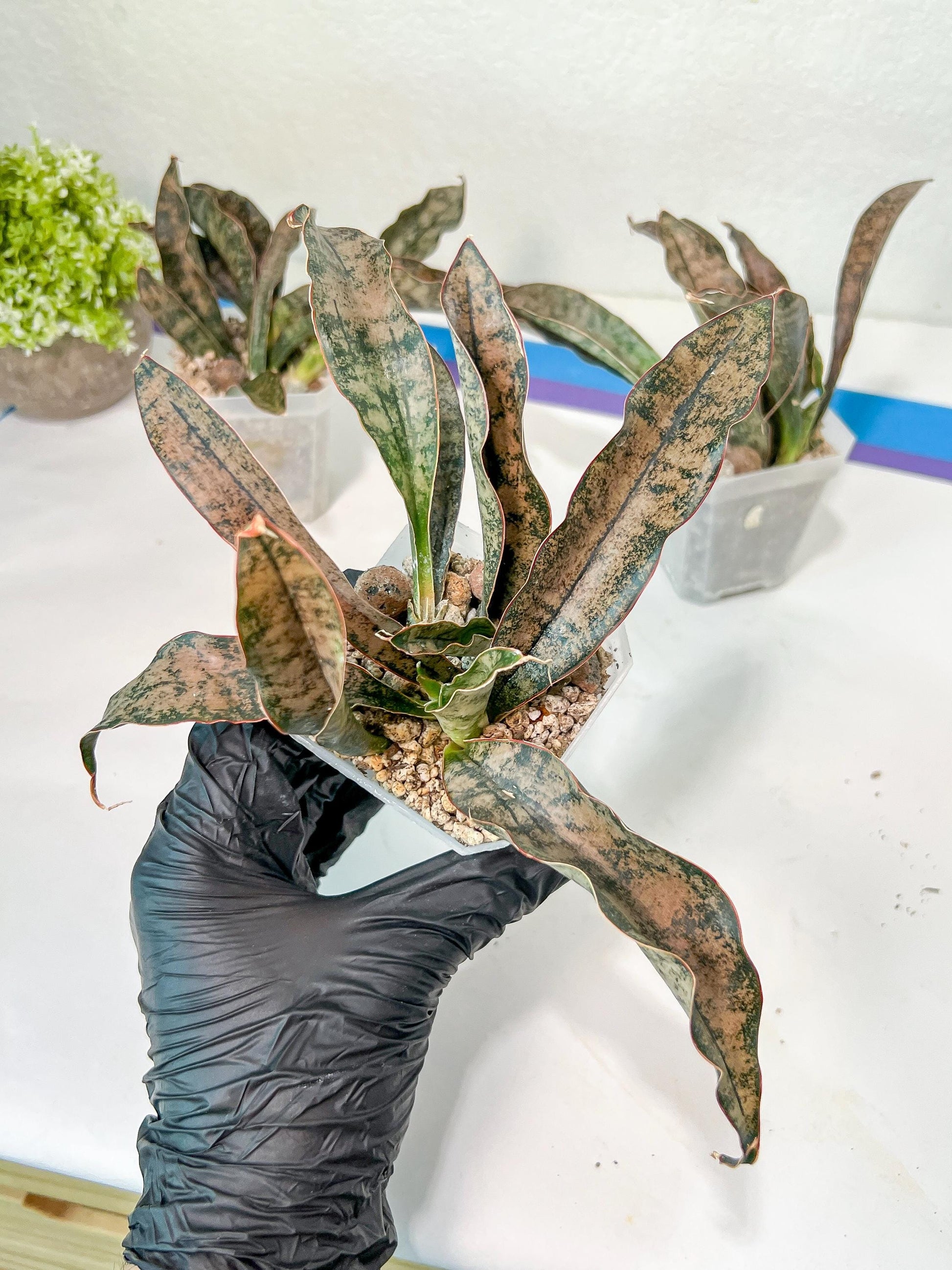 Sansevieria kirkii Coppertone | Give yourself a little green reward