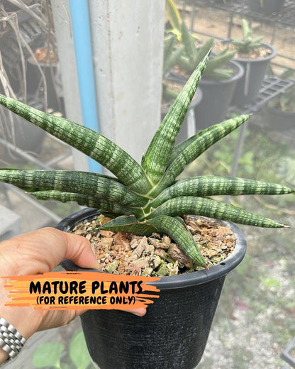 Sansevieria Baobun Jin (#C8) | Rare Imported Snake Plant