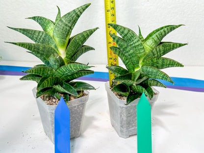 Sansevieria Sindoro XL | Imported Plants | Rare Hybrid Species